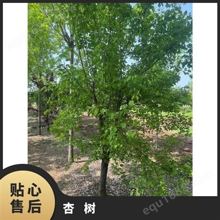 杏树 纯 株高100cm-800cm 喜光，耐旱抗寒抗风 果期： 6-7月